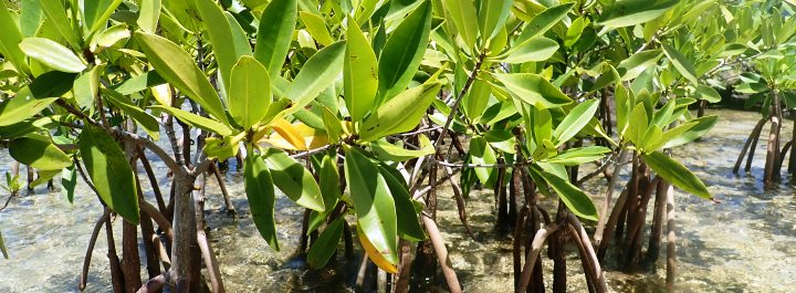 Red mangrove prop roots provide shelter for marine life.